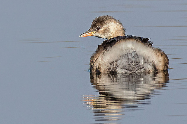 potápka malá  Tachybaptus ruficollis