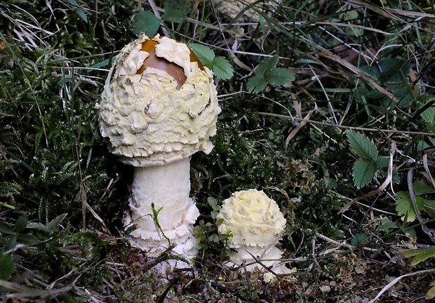 muchotrávka kráľovská Amanita regalis (Fr.) Michael