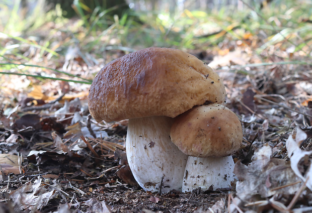 hríb smrekový Boletus edulis Bull.