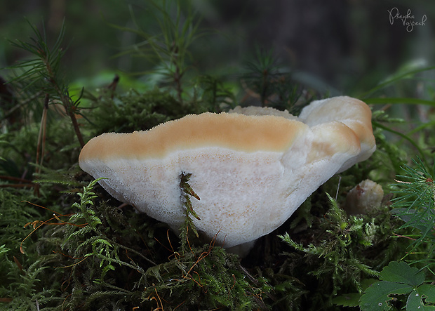 belák horský Climacocystis borealis (Fr.) Kotl. & Pouzar