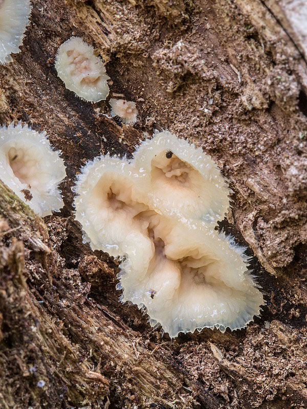 drevomorka rôsolovitá Phlebia tremellosa (Schrad.) Nakasone & Burds.