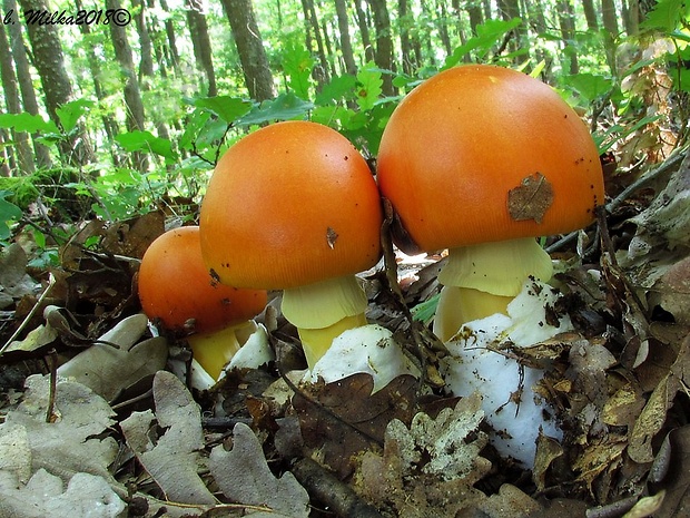 muchotrávka cisárska Amanita caesarea (Scop.) Pers.