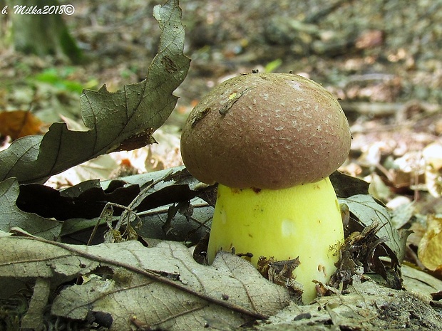 hríb príveskatý Butyriboletus appendiculatus (Schaeff. ex Fr.) Secr.