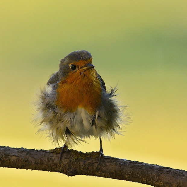 červienka obyčajná Erithacus rubecula