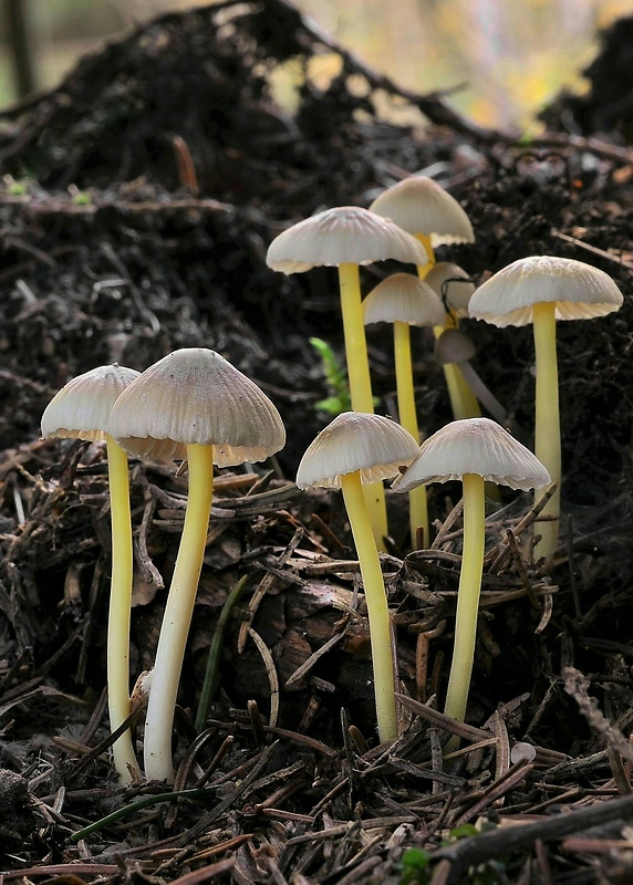 prilbička slizká Mycena epipterygia (Scop.) Gray