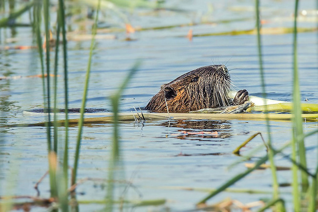 nutria riečna  Myocastor coypus