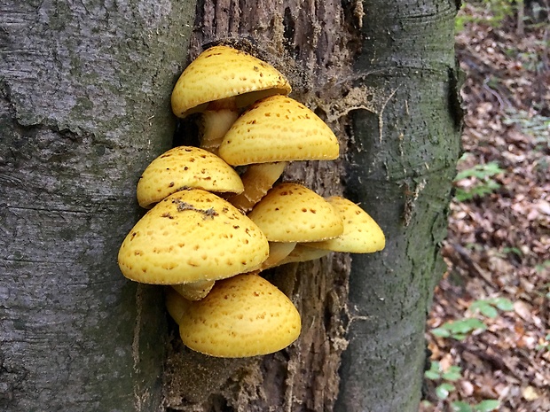 šupinovka slizká Pholiota adiposa (Batsch) P. Kumm.