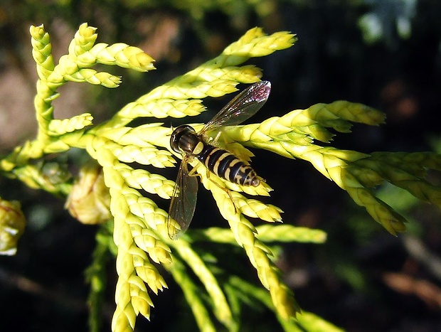 pestrica písaná (sk), pestřenka psaná (cz) Sphaerophoria scripta Linnaeus, 1758