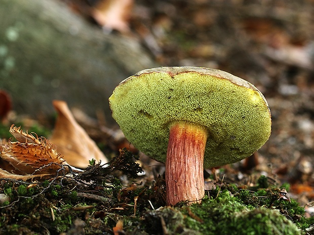 suchohríb žltomäsový Xerocomellus chrysenteron (Bull.) Šutara