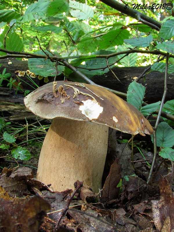 hríb bronzový Boletus aereus Bull. ex Fr.