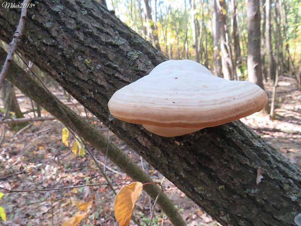 práchnovec kopytovitý Fomes fomentarius (L.) J.J. Kickx