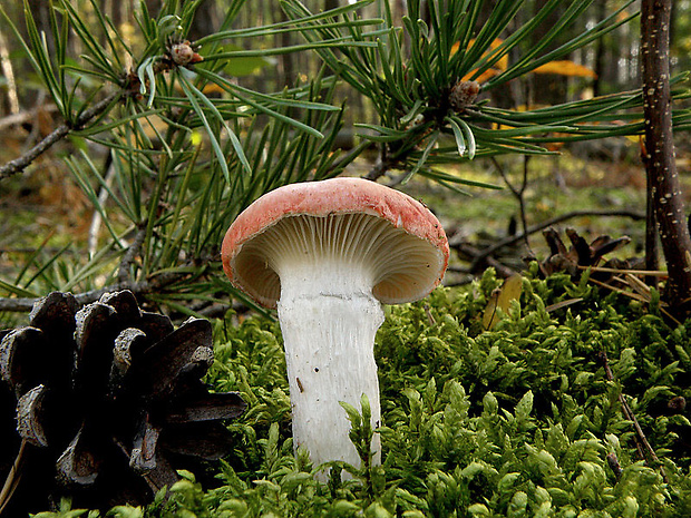 sliziak ružový Gomphidius roseus (Fr.) Oudem.