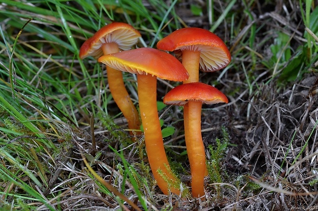 lúčnica blednúca Hygrocybe insipida (J.E. Lange ex S. Lundell) M.M. Moser