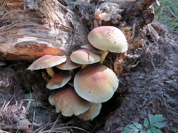 strapcovka zväzkovitá Hypholoma fasciculare (Huds.) P. Kumm.