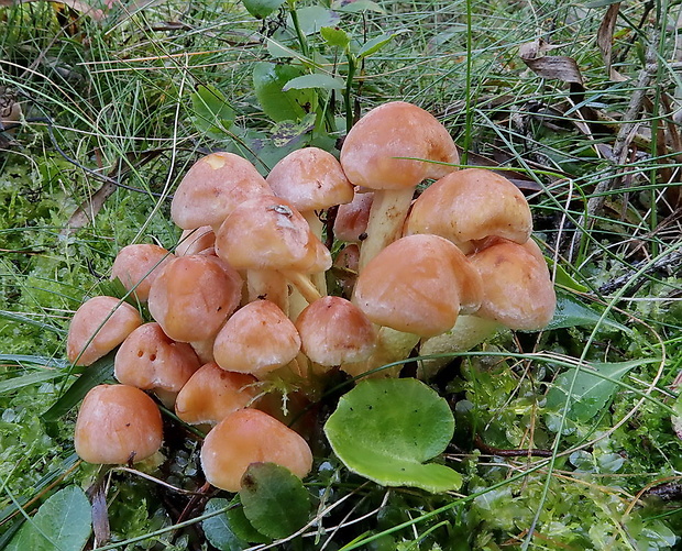 strapcovka zväzkovitá Hypholoma fasciculare (Huds.) P. Kumm.