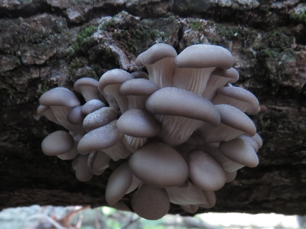 hliva ustricovitá Pleurotus ostreatus (Jacq.) P. Kumm.