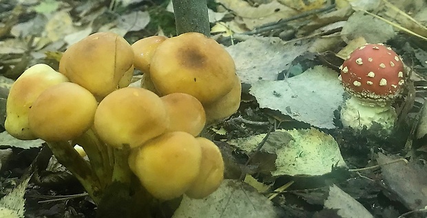 strapcovka zväzkovitá (Hypholoma fasciculare), muchotrávka červená (Amanita muscaria)