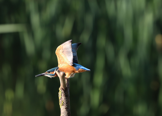 rybárik riečny Alcedo atthis