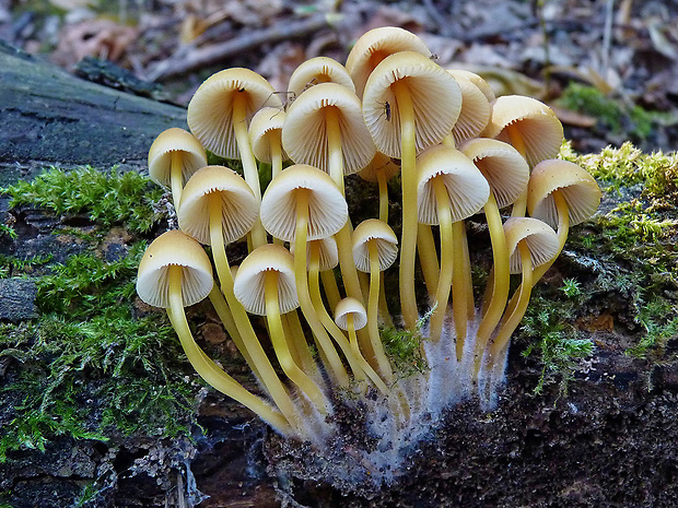 prilbička žltohlúbiková Mycena renati Quél.