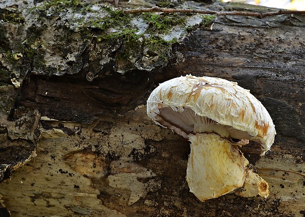 šupinovka zhubná Pholiota populnea (Pers.) Kuyper et Tjall.-Beuk.