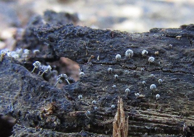 vápnikovec Physarum sp.