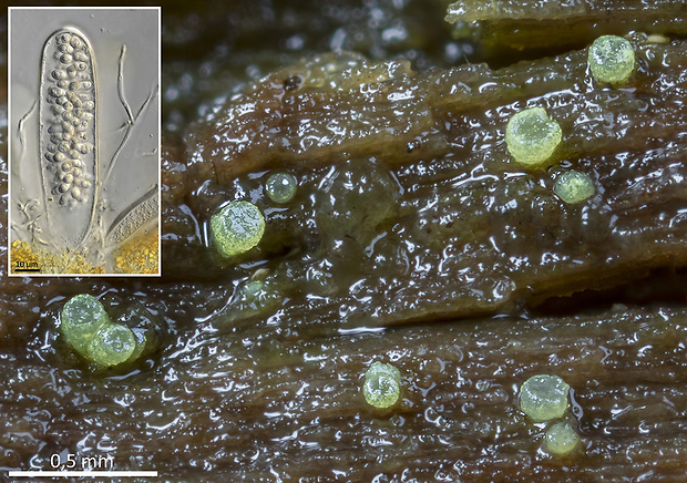 Thelocarpon lichenicola (Fuckel) Poelt & Hafellner
