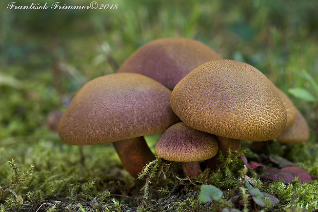 čírovec červenožltý Tricholomopsis rutilans (Schaeff.) Singer