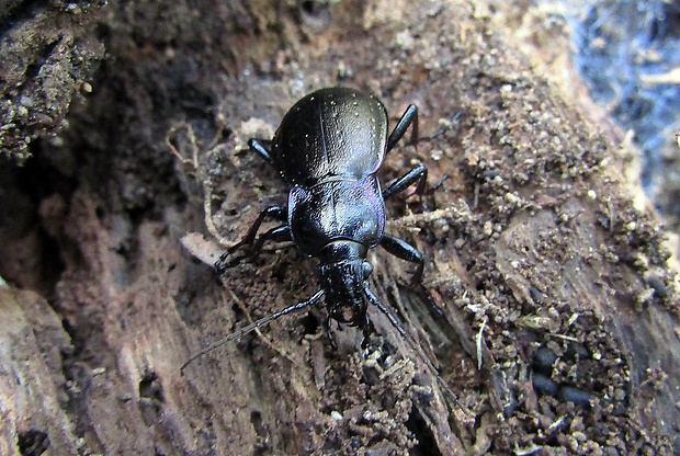 bystruška hájna (sk), střevlík hajní (cz) Carabus nemoralis O. F. Müller,1764