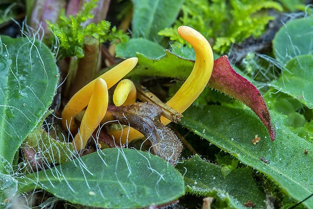 pakonárovka žltooranžová Clavulinopsis helvola (Pers.) Corner