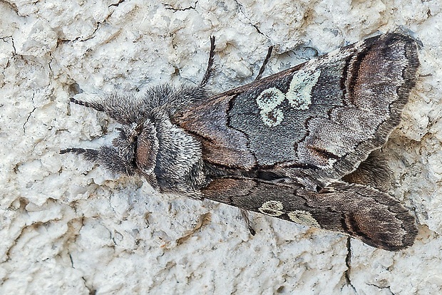 mramorovka modrohlavá  Diloba caeruleocephala