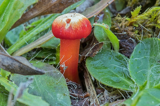 lúčnica šarlátová Hygrocybe coccinea (Schaeff.) P. Kumm.