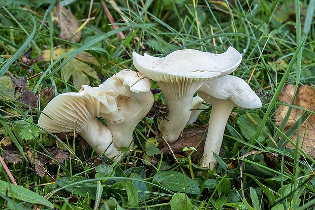 šťavnačka Hygrophorus sp.