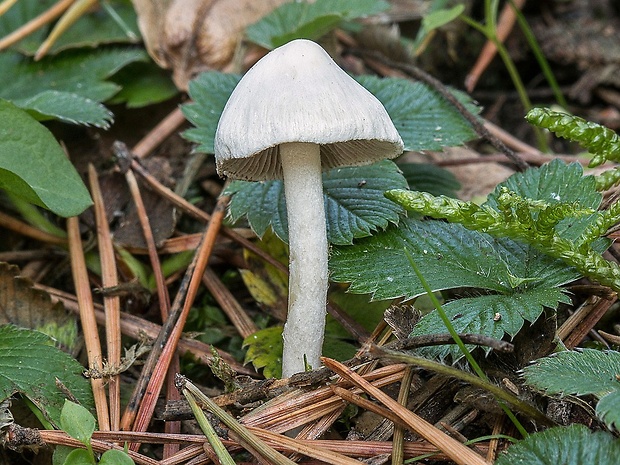 vláknica hlinovolupeňová Inocybe geophylla (Bull.) P. Kumm.