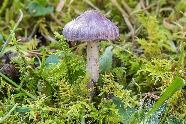 vláknica hlinovolupeňová Inocybe geophylla (Bull.) P. Kumm.