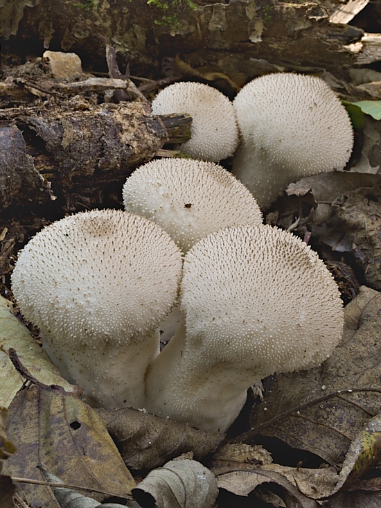 prášnica bradavičnatá Lycoperdon perlatum Pers.