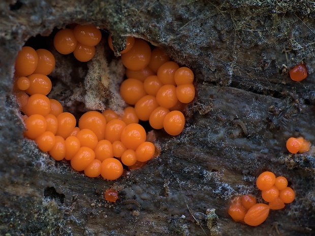 vlasnačka Trichia sp.