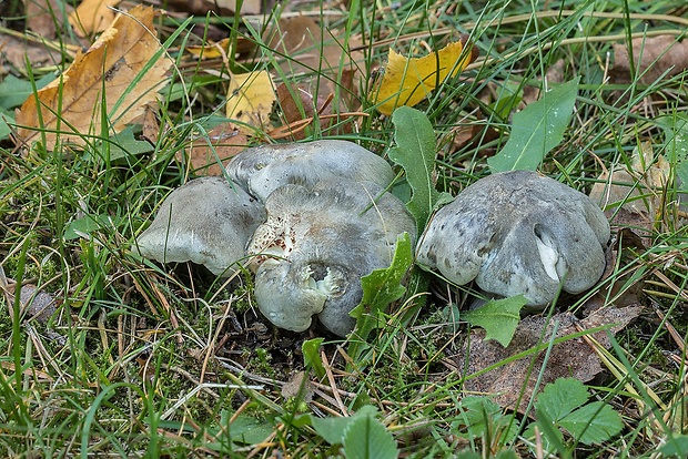 čírovka mydlová Tricholoma saponaceum (Fr.) P. Kumm.