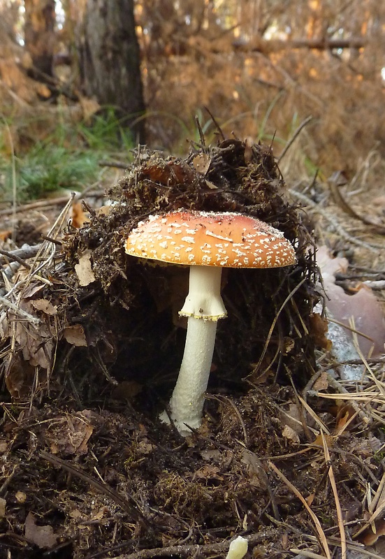 muchotrávka červená Amanita muscaria (L.) Lam.