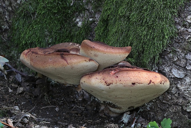 pečeňovec dubový Fistulina hepatica (Schaeff.) With.