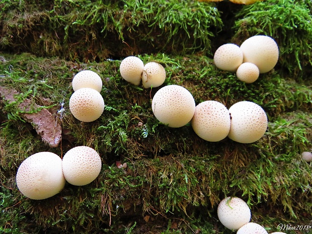 prášnica hruškovitá Lycoperdon pyriforme Schaeff.