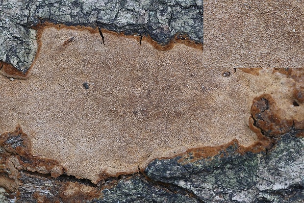 ohňovec Phellinus sp.