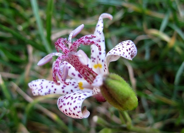 liliovka srstnatá (cz) Tricyrtis hirta (Thunb.) Hook.