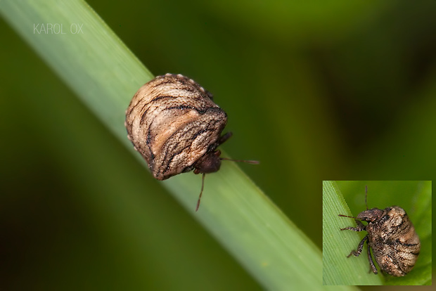 bzdocha Vilpianus galii