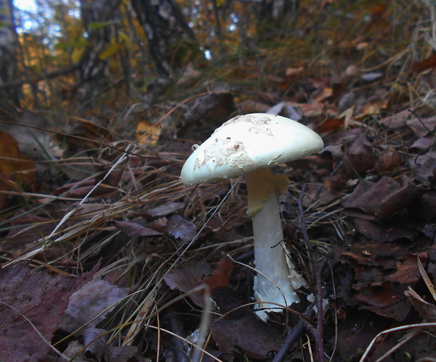 muchotrávka citrónovožltá Amanita citrina Pers.