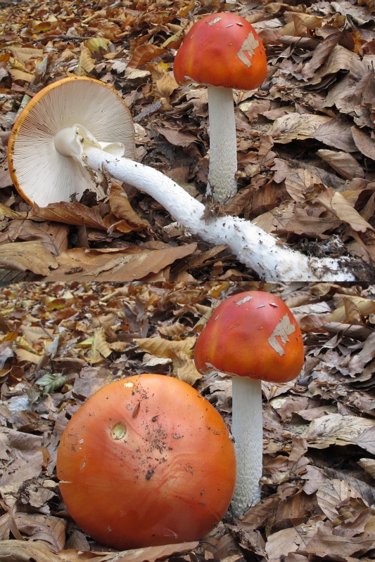 muchotrávka červená holá Amanita muscaria var. aureola (Kalchbr.) Quél.