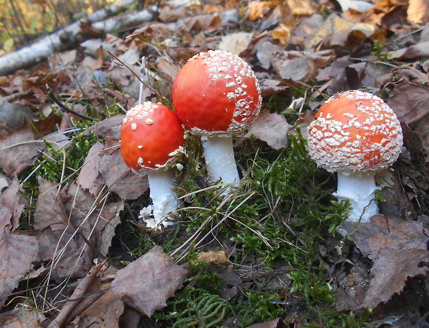 muchotrávka červená Amanita muscaria (L.) Lam.