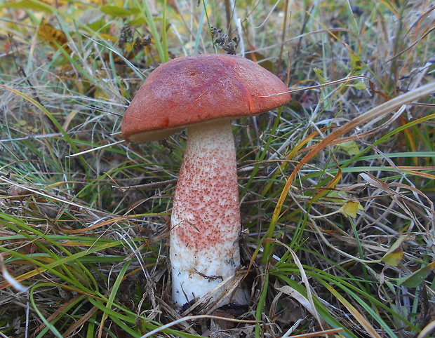 kozák dubový Leccinum aurantiacum (Bull.) Gray