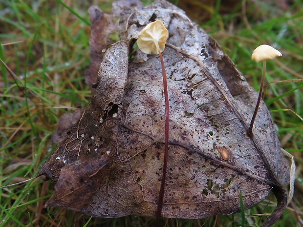 tanečnica listová Marasmius epiphyllus (Pers.) Fr.