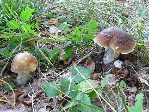 hríb smrekový Boletus edulis Bull.