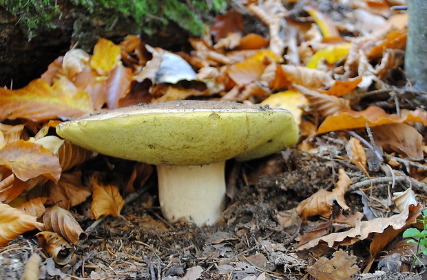 hríb smrekový Boletus edulis Bull.